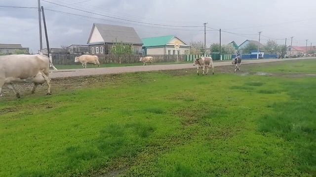 Деревенский сафари-парк