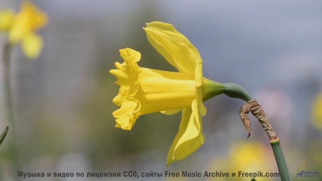 Ты не сможешь забыть его, даже если захочешь! - Days When Youre Not Here -- One Man Book -- Brand Ne