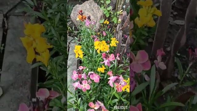 КРАСОТА моего САДА#красота#природа#цветы#мойсад#моёут