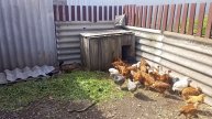 Наши курочки🐔🐔🐔