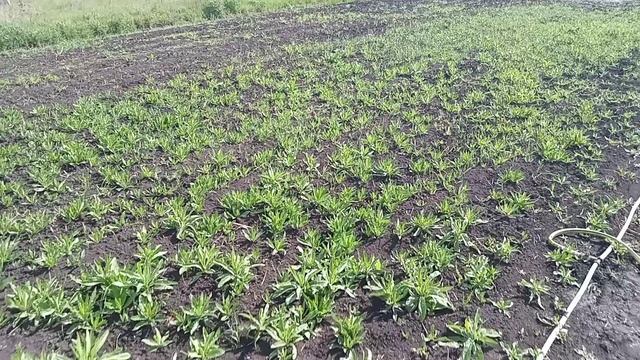 Экскурс по огороду на праздники...