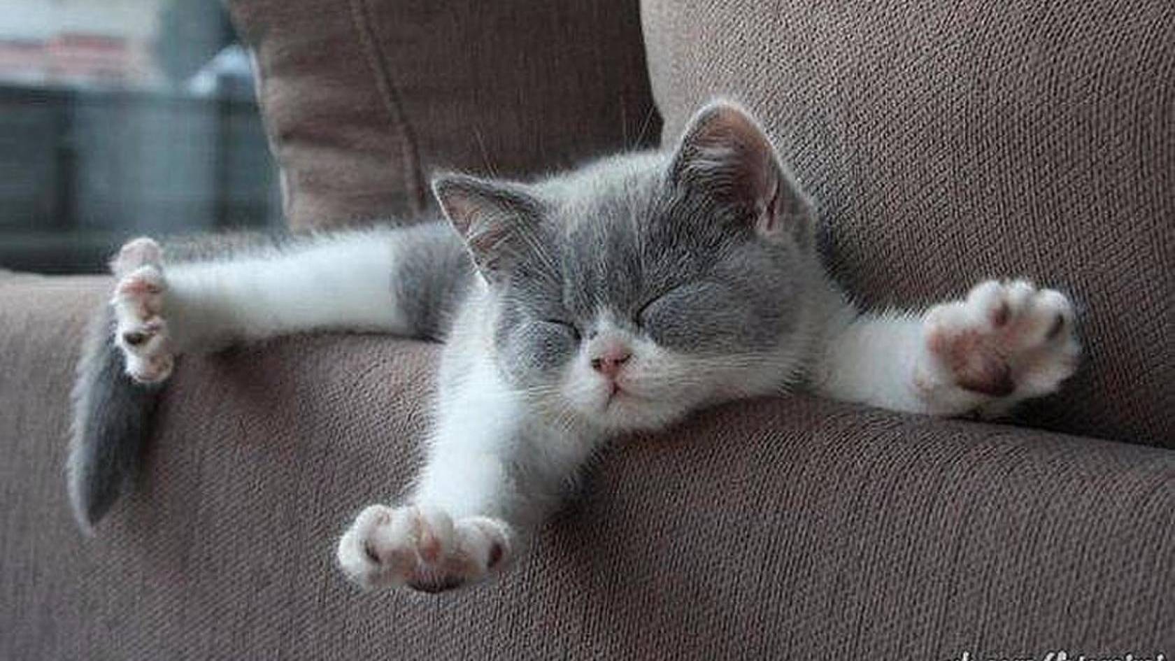 Милейшие кошачьи потягууушечки)