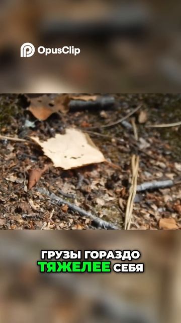 Муравьи-роботы: Подмосковные ученые удивляют!