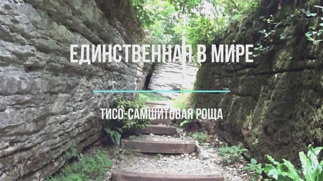 Единственная в мире тисо-самшитовая роща. Гуляем в уникальном месте