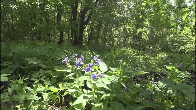 11-05-2025 Майские цветы