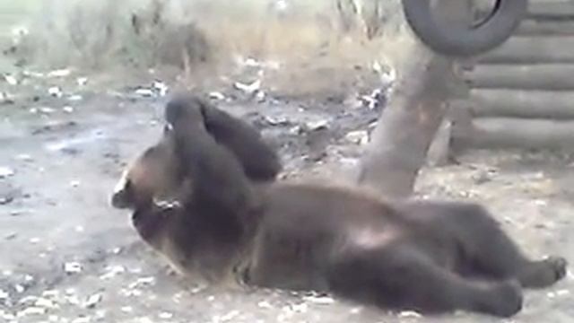 домашний мишка