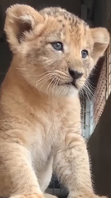 Baby lions are so cute