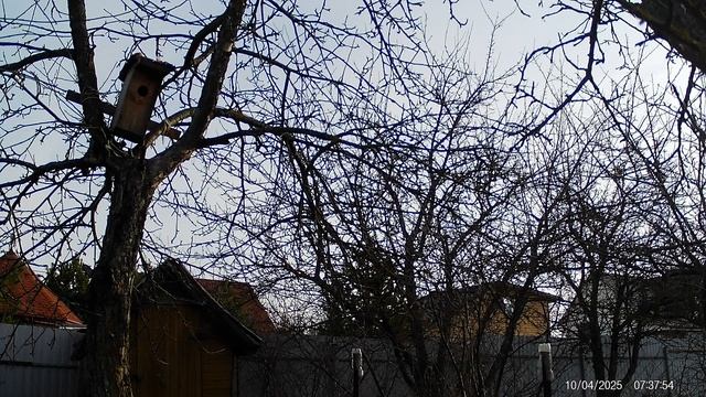 Птицы прилетели в скворечник в 2025г