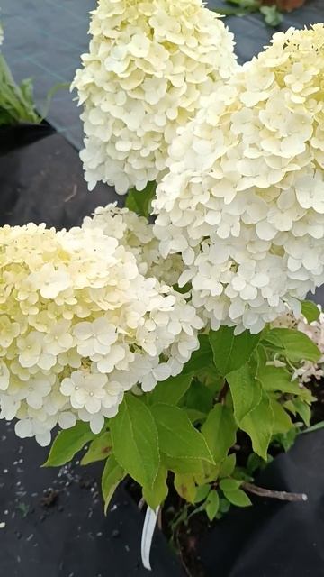 Гортензия метельчатая/ Hydrangea paniculata Hercules в августе.