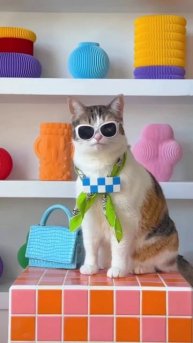 Кото модель