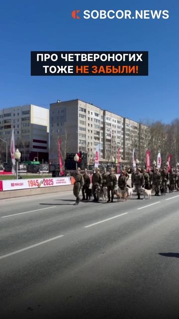 Про четвероногих не забыли! #россия #победа #новости