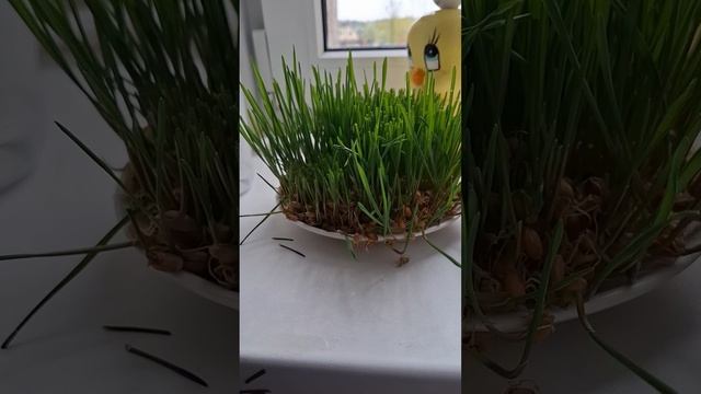 ПРАВИЛЬНОЕ ПИТАНИЕ РУЛИТ🥰