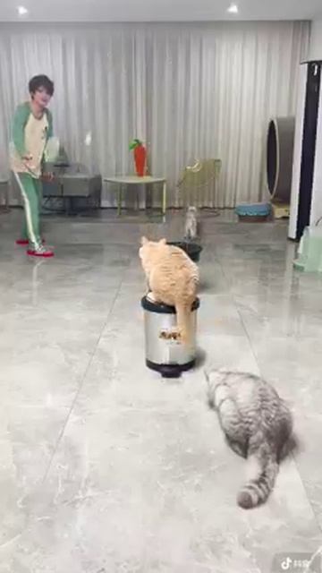 Мир домашних питомцев – Серия 477: Забавные и милые моменты