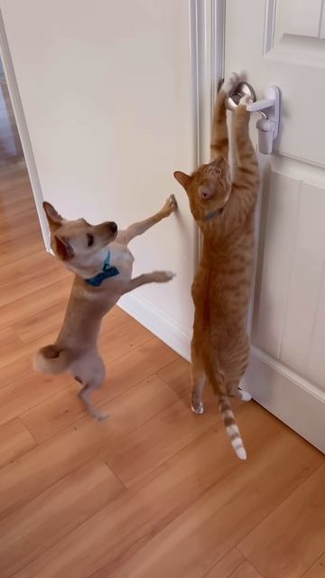 Cat burglar strikes again! #funnycats #funnyanimals #orangecat #dogs #pets #funnyvideo #amazingpets