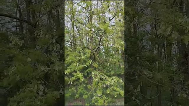 1000256735.mp4 Проехался по полям.