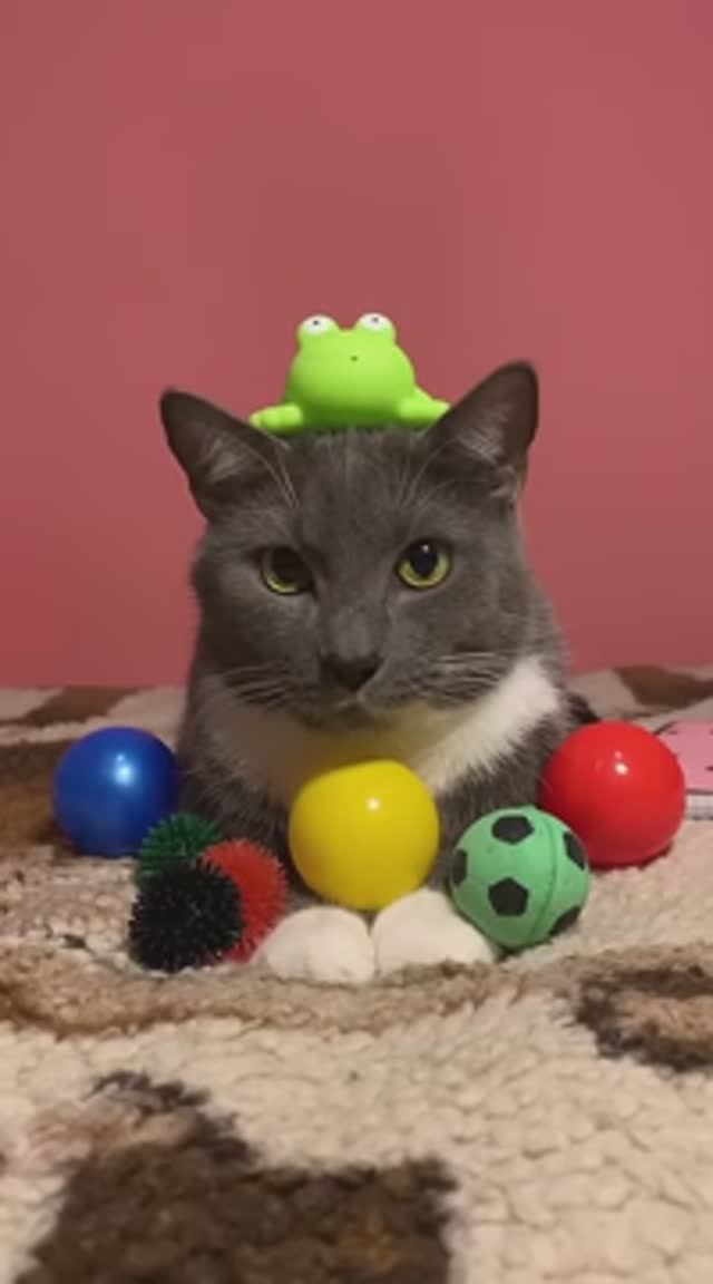 ЕСЛИ БЫ КОТИКИ ХОДИЛИ В ШКОЛУ - НОВЫЙ УЧИТЕЛЬ