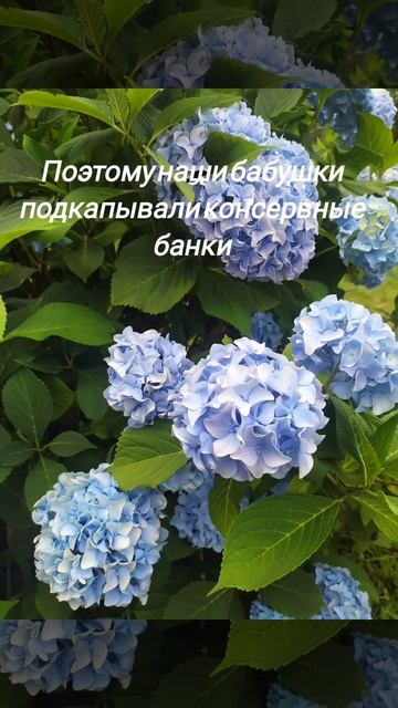 #Гортензия - принцесса вашего сада#flowers#кислыйгрунт