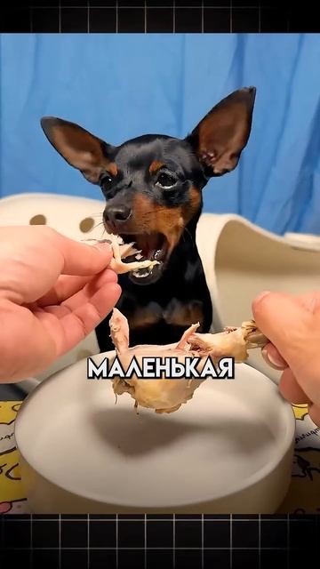 Этот инженер создал фонарик-пистолет опасно ли это ил?