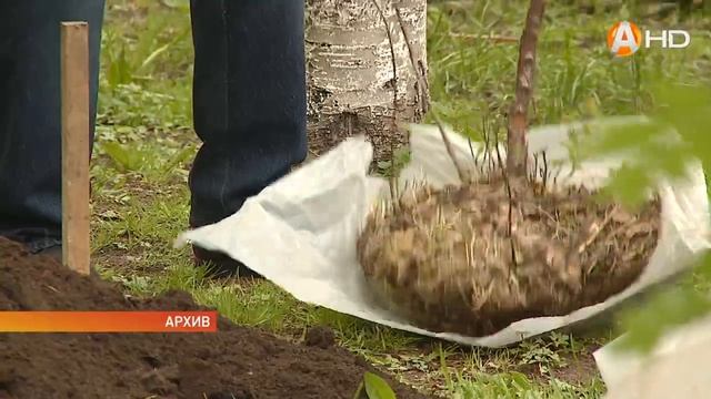 В России завершилась международная акция «Сад памяти?