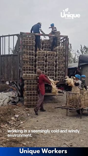 Chicks being transported to a new home - The workers do their job perfectly ｜｜ #machine #shorts