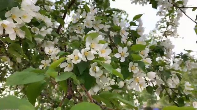 1004.🎼. André Rieu -«And The Waltz Goes On (И вальс продолжается)