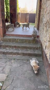 Малыши Тринити