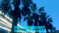 Пальмы серия 2 🌴 В описании ссылка онлайн магазин лот 10 семян. Удачи в выращивании ♥️ друзья