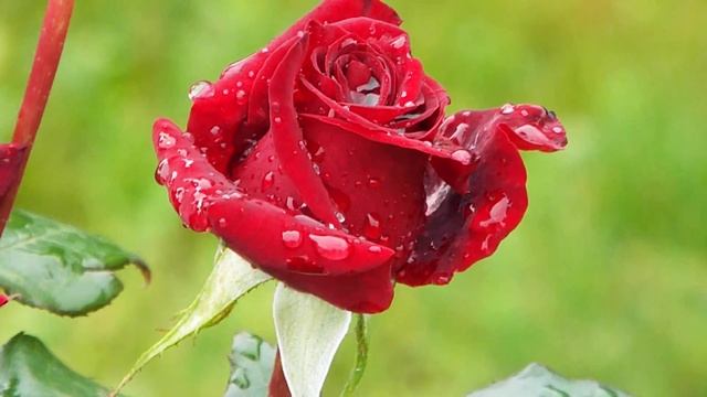 ВИДЕО РОЗА ПВН А 784