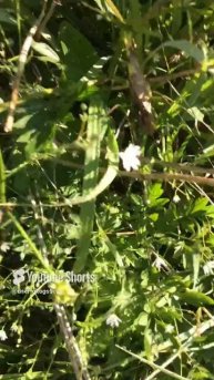 Ленинградская область. Хвойное. 16.06.2024. Растение-звездчатка дубравная