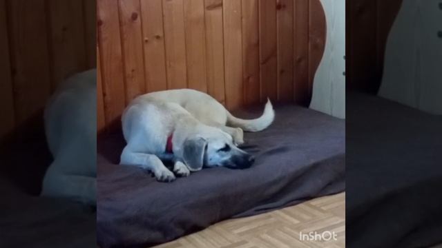 Лилу из нашего приюта  надеется обрести Семью..