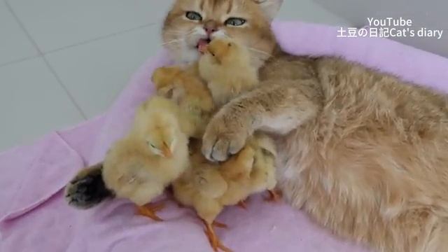 Кот обнял цыплят и уснул (2025 год)