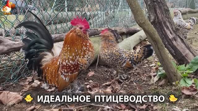 Идеальное птицеводство достойно восхищения 🐓🦆🦢🦚🦃🐔 эпизод (192)