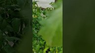 Обзор рассады томатов для Авито