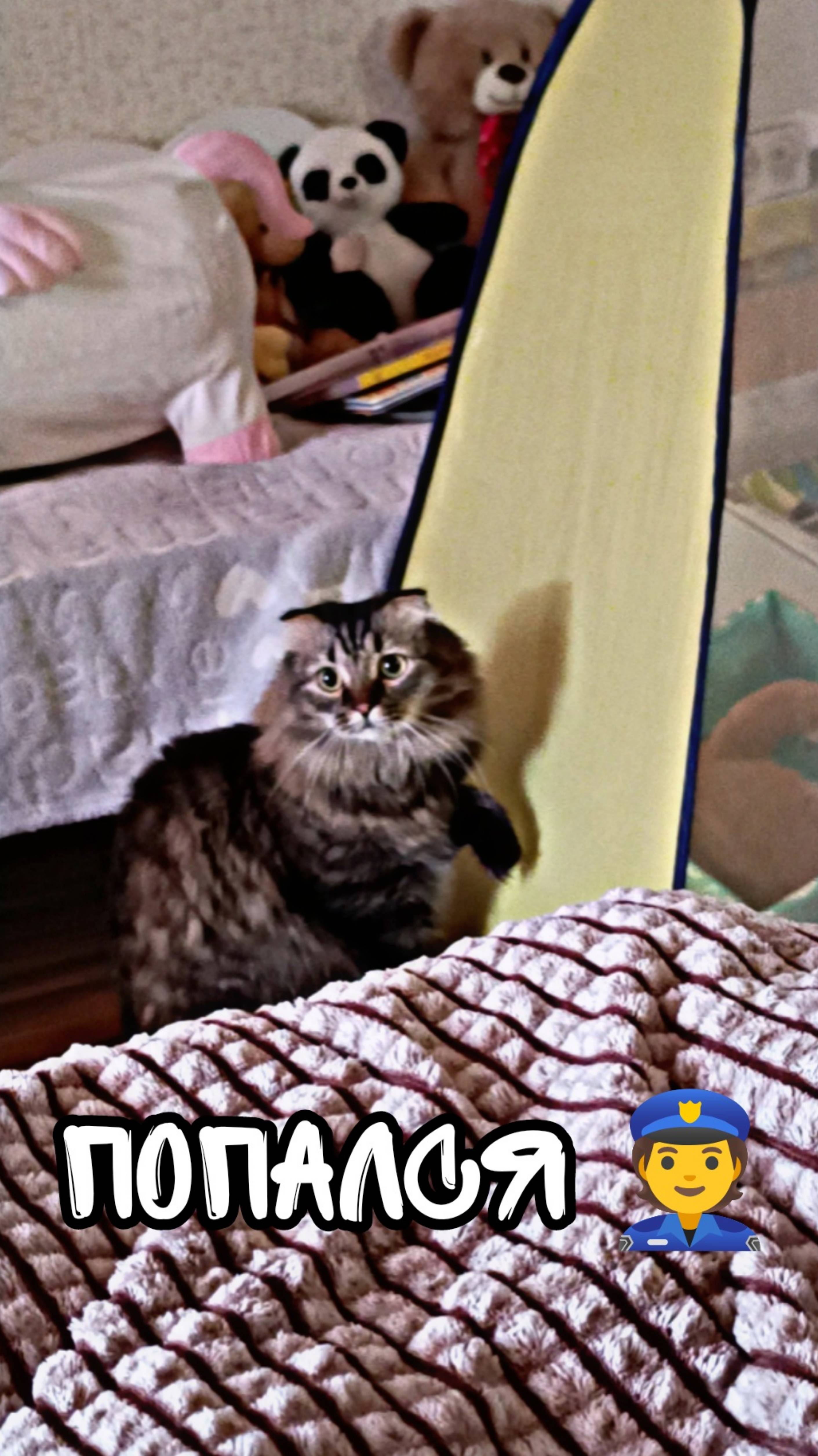 Кот домушник #shorts #cats #cat #animals #животные #кот #котики #котик #марсик #топ #рек