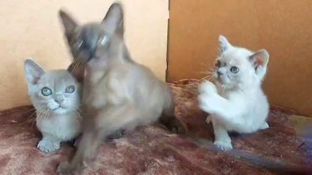 1000051677.mp4