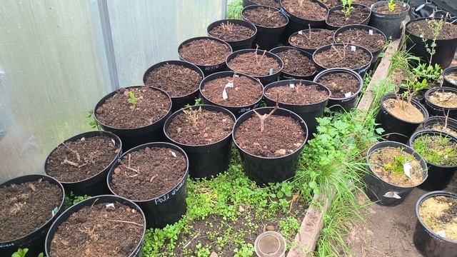 грунт для гортензий в горшках. последствия штормового предупреждения