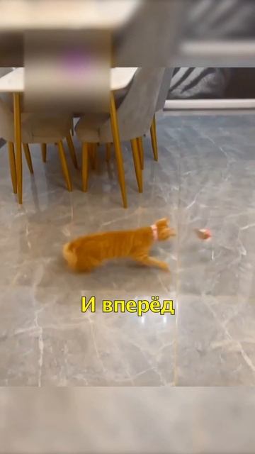 🐱Как Занять Кота👍🏽