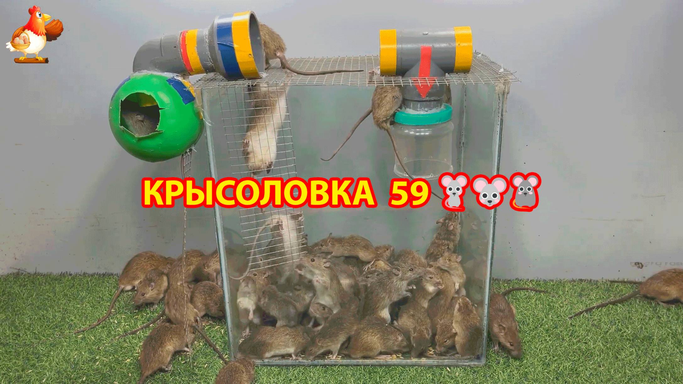 Крысоловка вариант (59) 🐀 Как сделать крысоловку своими руками и поймать кучу крыс 🐀🐁🐀