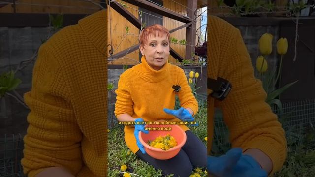 МЁД ИЗ ОДУВАНЧИКОВ!