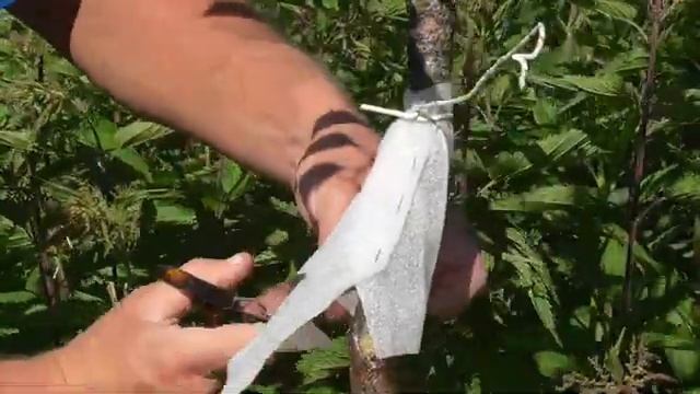 Эксперимент. Два вида защитного конуса  для деревьев (липкий снаружи и изнутри)