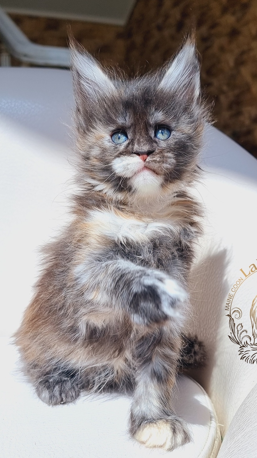 Veila Mos Lakshestar котенок мейн кун 1 месяц и 2 недели.