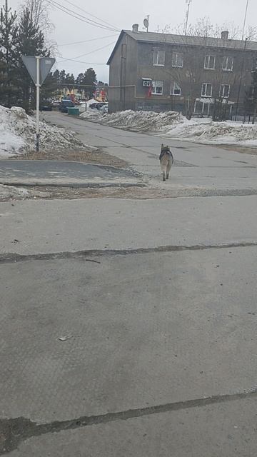 Она такая умная,Голубоглазка
