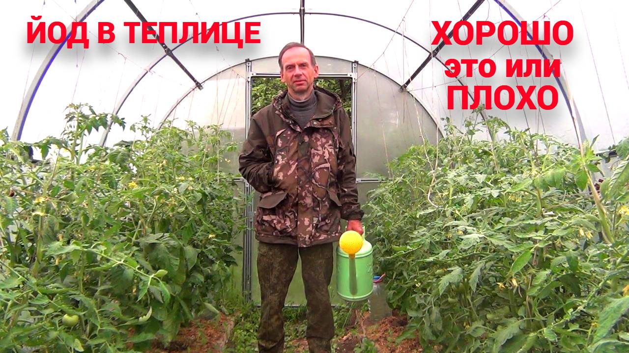 ЙОД В ТЕПЛИЦЕ С ТОМАТАМИ. Профилактика болезней. Плюсы и минусы.