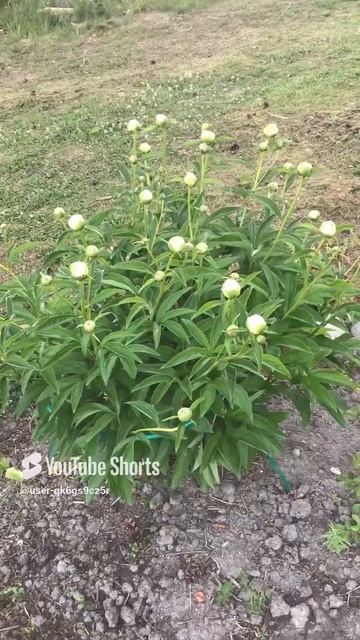 Ленинградская область. Хвойное. 17.06.2024. Цветы на даче-куст пионов, белый в обильных бутонах