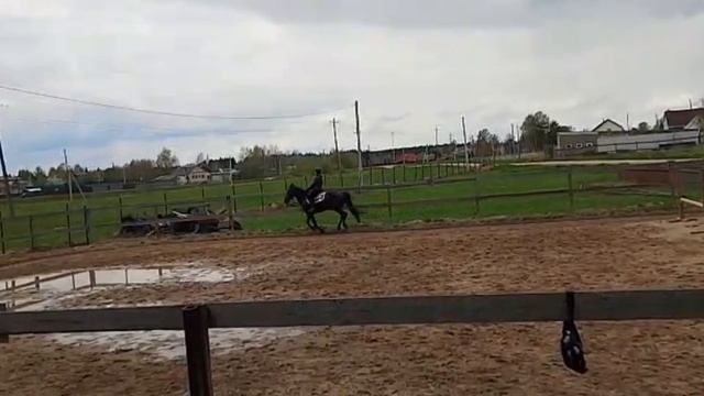 Лошади