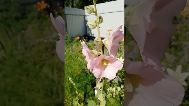 Простые ромашки, лилии, лилейник и много других красив