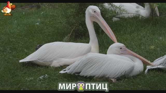 Мир птиц – красота и грация пернатых созданий Природы 🦩🦚🦜 Выпуск (109) 🦉🐦🐤