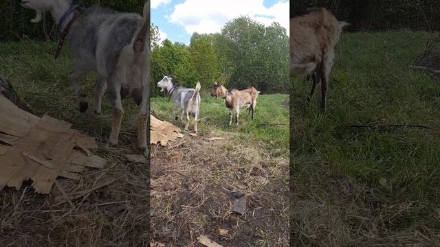 Девки разыгрались 😅🤗✌️