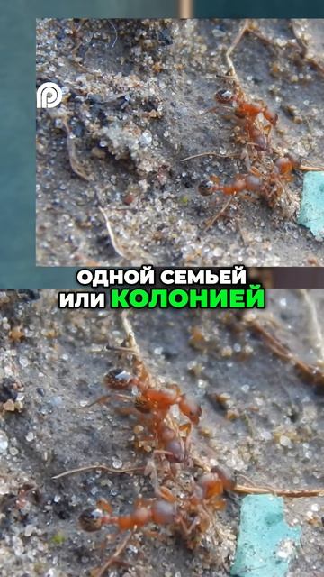 Муравьи против Ос: Секрет Разделения Видов