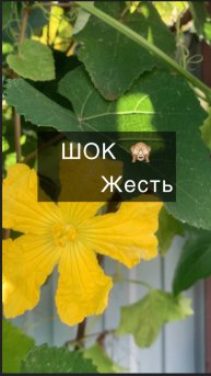 Шок 🤯🙈 SOS 🆘 что с виноградом не так? Пишите в коменты свои мысли, чем попрыскать